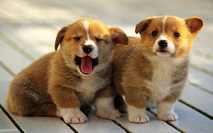 two medium-coated white-and-tan puppies on brown wooden floor HD wallpaper