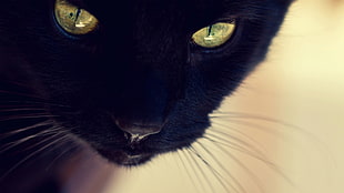 selective focus of black cat photography