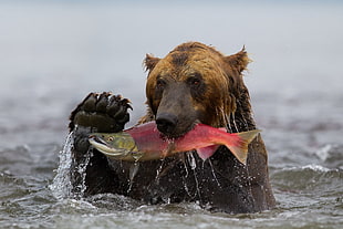 brown and black bear biting red and green fish under water