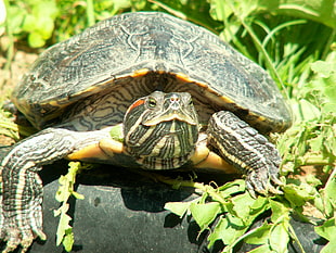 tortoise on green plant HD wallpaper
