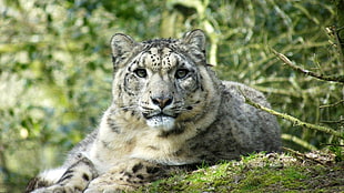 albino tiger, animals, snow leopards, depth of field, leopard (animal) HD wallpaper