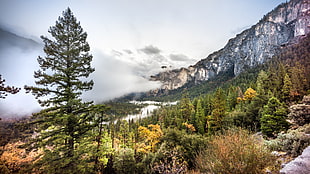 green Pine tree during daytime, yosemite valley, california HD wallpaper