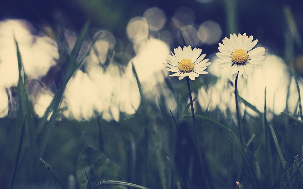 selective focus photography of two white daisies in bloom HD wallpaper
