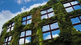 brown wooden frame 4-pane window, window, building, reflection