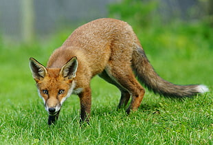 shadow depth of field photography of fox on grass field, cub