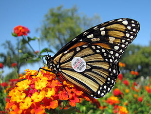 white, black, and brown butterfly on top of orange and yellow flower with green leaf, monarch butterfly