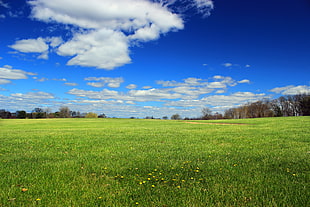 green grass field surrounded with trees at daytime