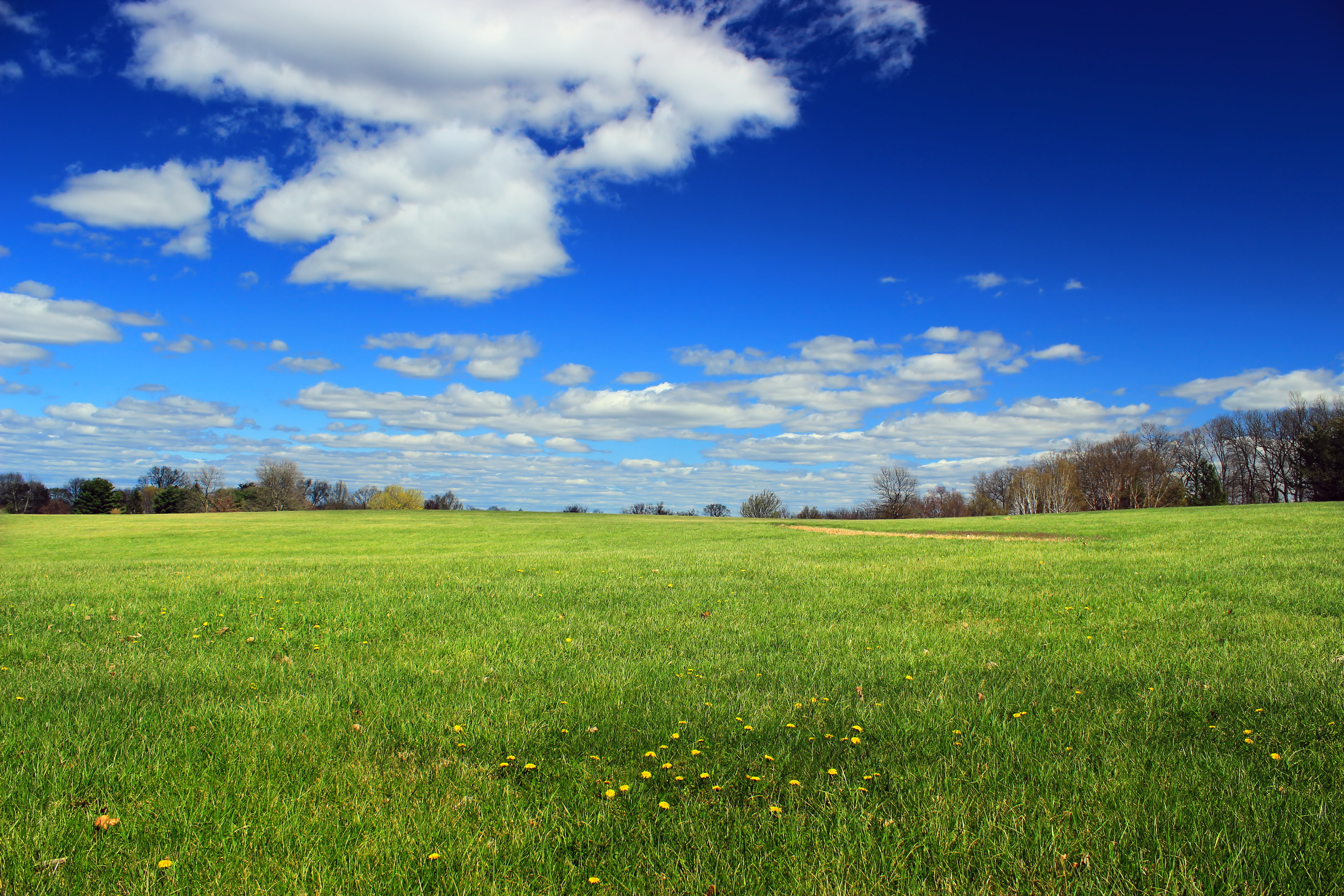 Green grass field surrounded with trees at daytime HD wallpaper