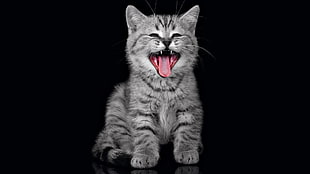 Kitten,  Dark,  Fluffy,  Cry HD wallpaper