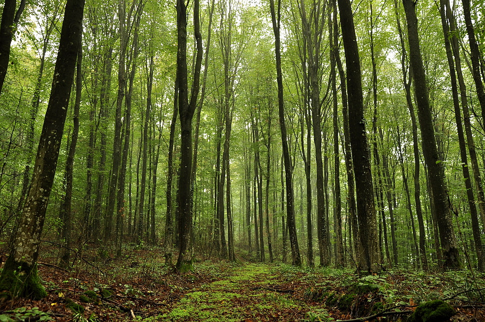 pathway between tall tress HD wallpaper
