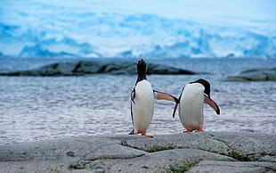 two penguins standing on gray stone near body of water