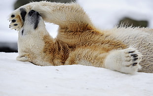 white polar bear laying on white snowfield