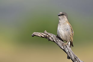 brown sparrow during daytime, southern grey-headed sparrow
