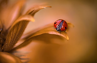 red ladybird beetle, flowers, macro, ladybugs, insect