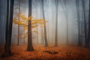 foggy forest, mist, nature, forest, landscape HD wallpaper
