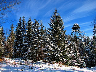green pine tree covered with snow HD wallpaper