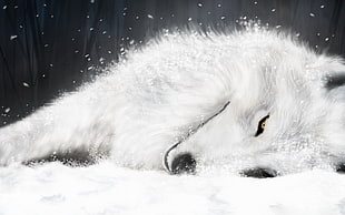 white wolf illustration, wolf
