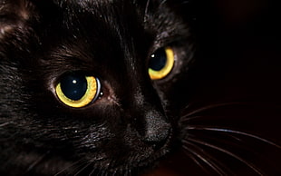 close-up photo of black cat
