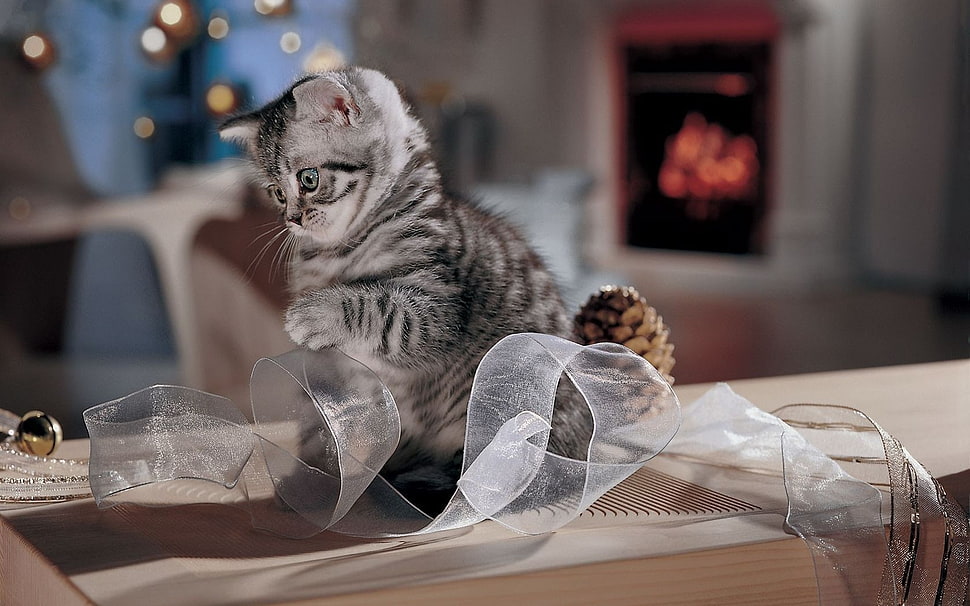silver tabby kitten playing ribbon HD wallpaper
