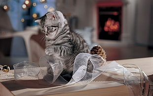 silver tabby kitten playing ribbon