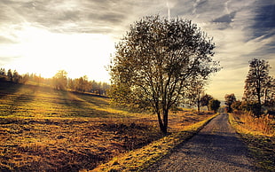 black and green grass pathway