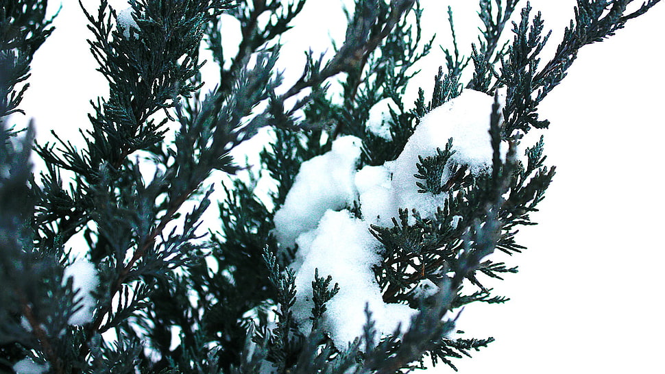 green pine tree, nature, winter, snow HD wallpaper