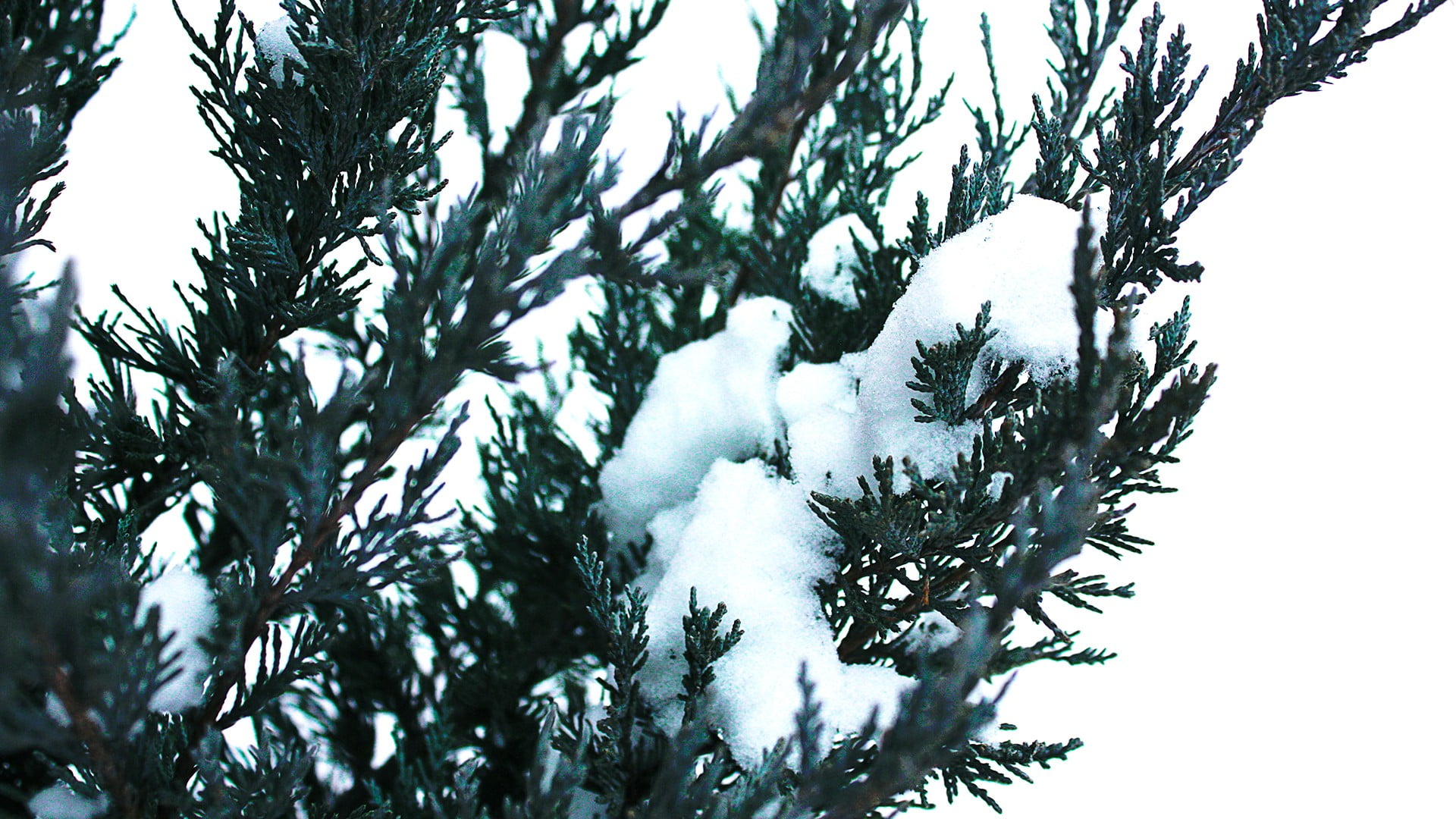 green pine tree, nature, winter, snow