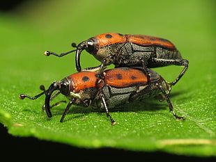 pair of brown and black beetle mating on green leaf, cocklebur, weevils