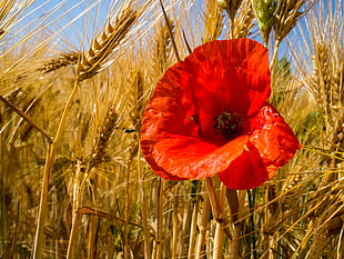 red poppy flower in wheat field during daytime HD wallpaper