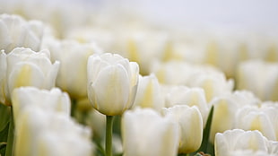 selective focus photography of white Tulip flowers HD wallpaper
