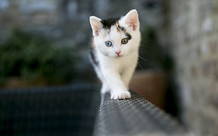 white and brown kitten, cat, kittens, depth of field, animals HD wallpaper