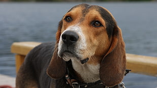 Adult beagle standing on brown surface near body of water during daytime