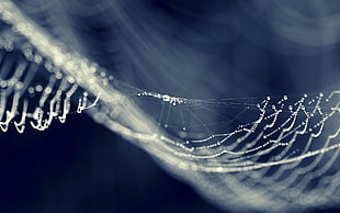 selective focus photo of Arachnid's web with dew