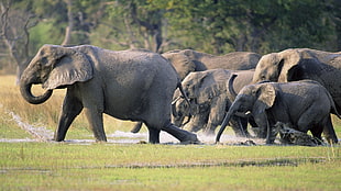 person taking photo of group of elephants