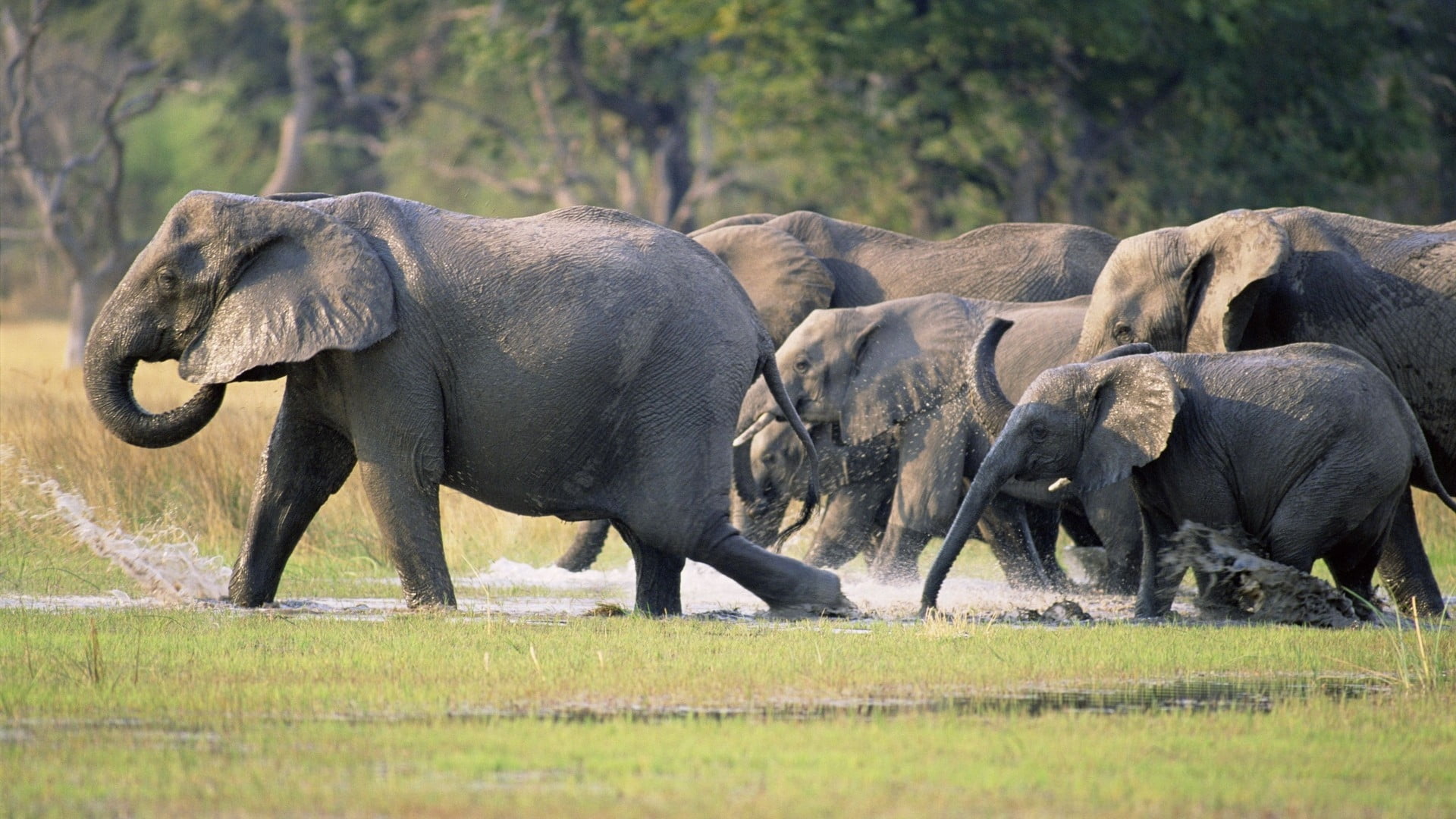 Знакомство Со Слонами