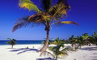 green coconut tree, beach, sand, landscape, palm trees