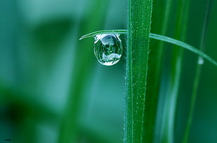selective focus photography of linear leaf with water dew HD wallpaper