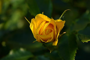 yellow rose, rose, blurred, yellow flowers