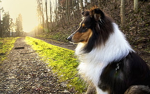 black and white long-coated dog, forest, dog, sunset, nature