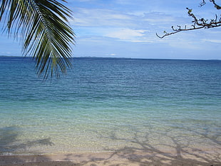 Sea,  Palm branch,  Nature HD wallpaper