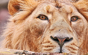 brown Lion portrait