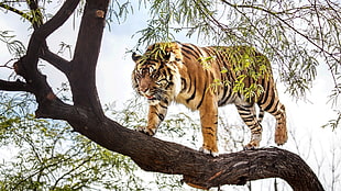 Bengal tiger, tiger HD wallpaper