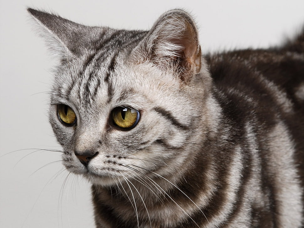 focus photo of gray tabby kitten HD wallpaper