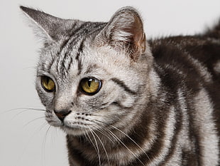 focus photo of gray tabby kitten