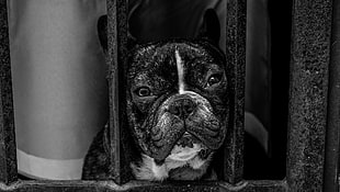 gray scale photo of pug
