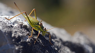 green cricket, locust