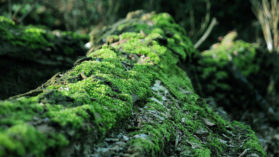 green moss, moss, forest, dead trees, nature HD wallpaper