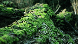 green moss, moss, forest, dead trees, nature