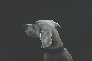 gray Weimaraner close-up po, dog, animals