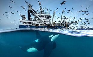 black and white killer whale under blue and white ship during daytime HD wallpaper